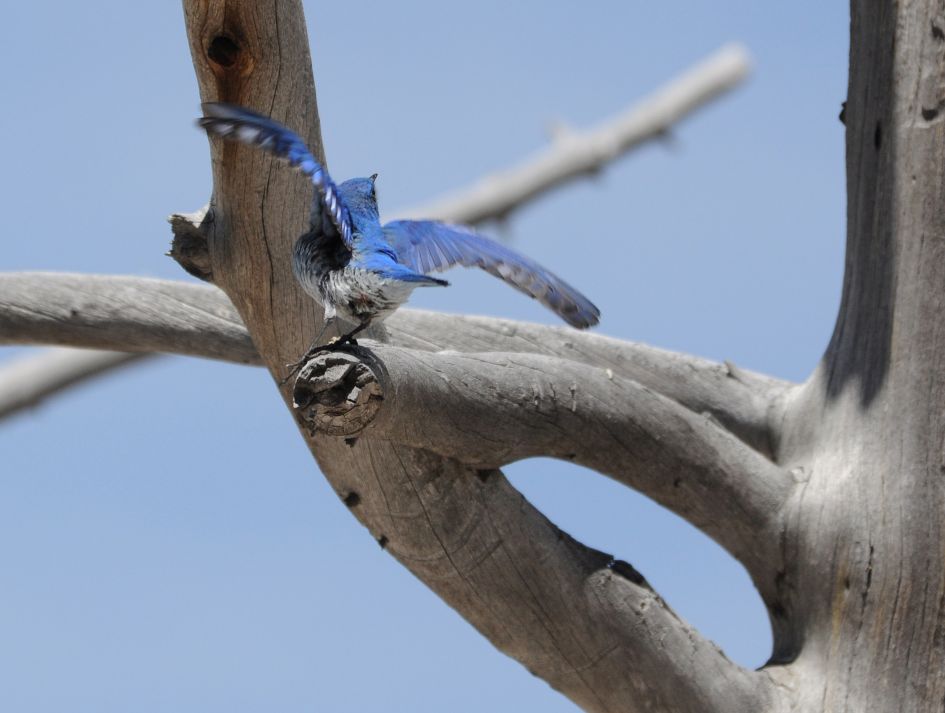 Welk fraai exemplaar vogels is dit